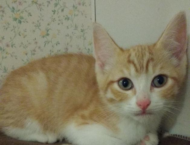 multimedia-foto37601-510-3