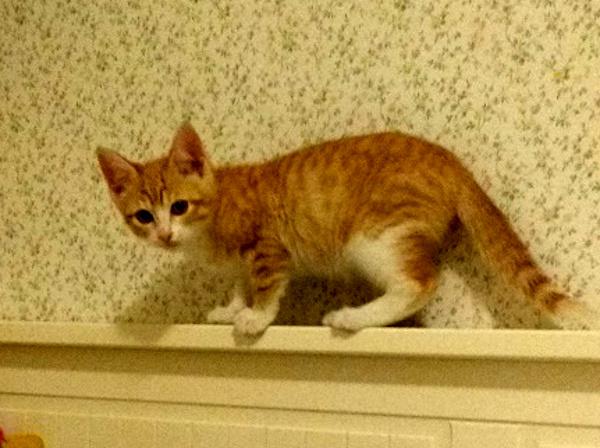 multimedia-foto37603-940-3