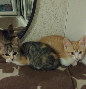 multimedia-foto37606-491-3