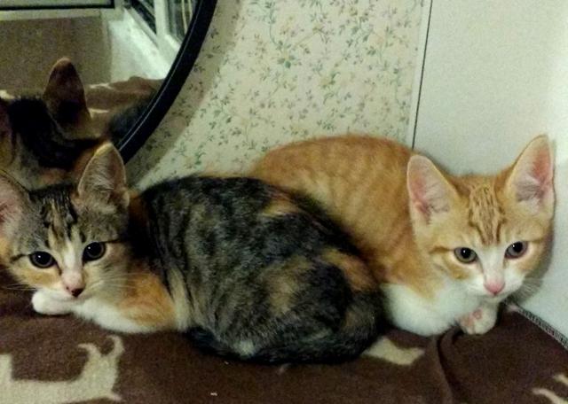 multimedia-foto37607-636-3