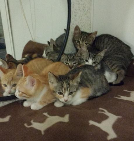 multimedia-foto37608-760-3