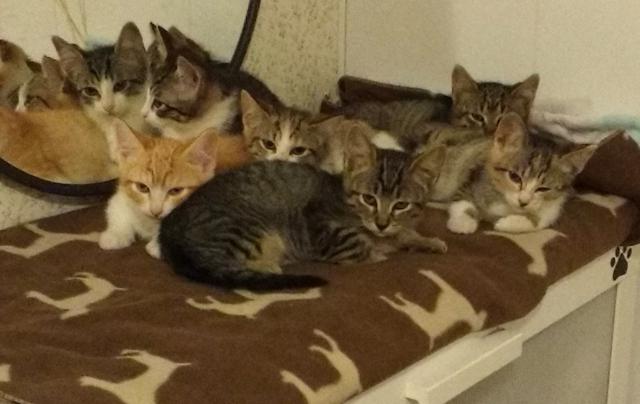 multimedia-foto37609-861-3