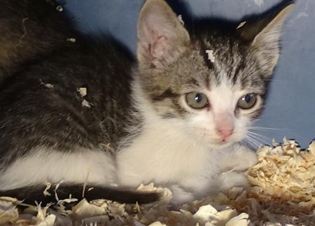 multimedia-foto37624-529-3