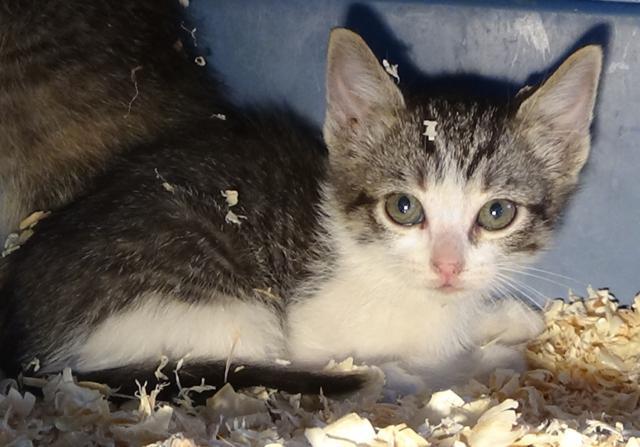 multimedia-foto37626-961-3