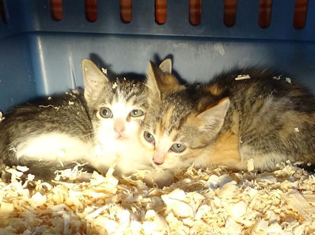 multimedia-foto37627-160-3