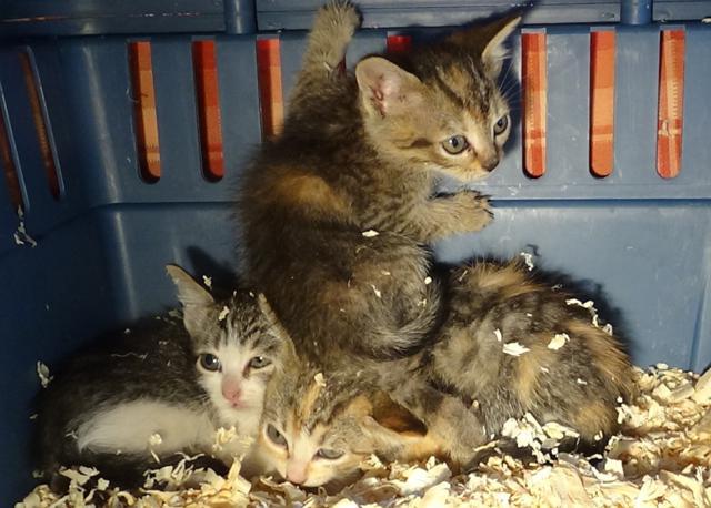 multimedia-foto37628-342-3