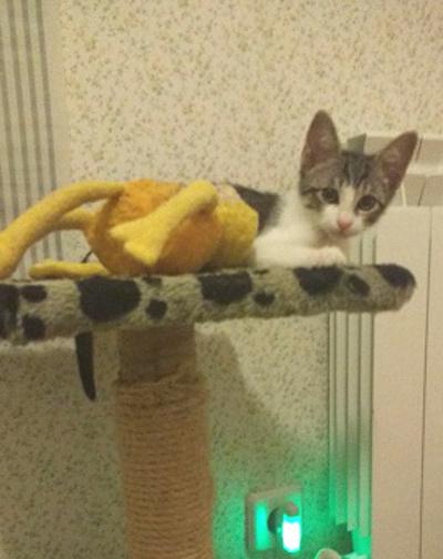 multimedia-foto37630-650-3