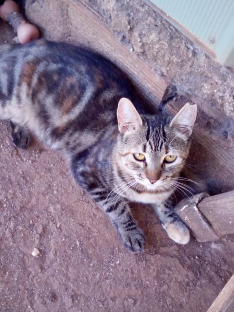 multimedia-foto37727-237-3