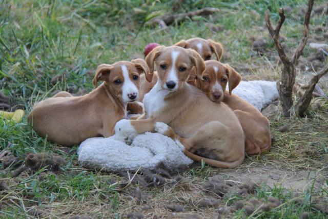 multimedia-foto37927-1000-3