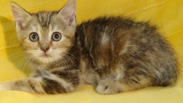 multimedia-foto37954-596-3