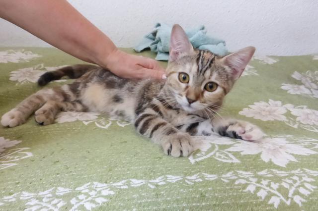 multimedia-foto37957-217-3