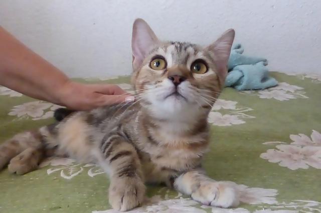 multimedia-foto37958-393-3