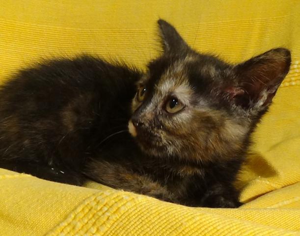 multimedia-foto37986-624-3