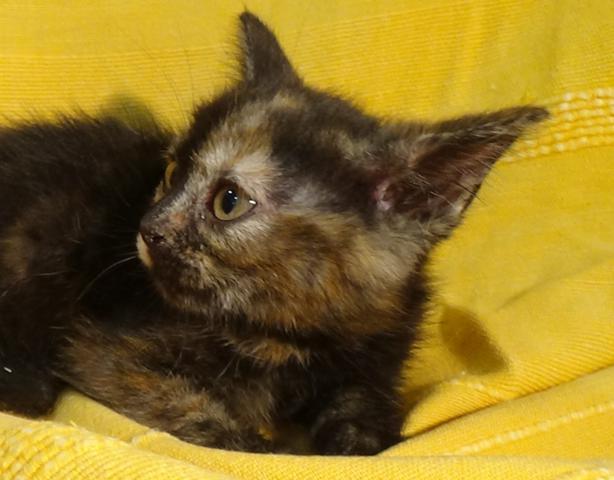 multimedia-foto37989-242-3