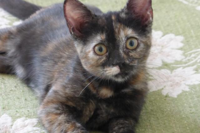 multimedia-foto37990-414-3