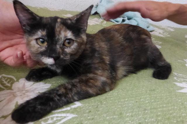 multimedia-foto37991-568-3