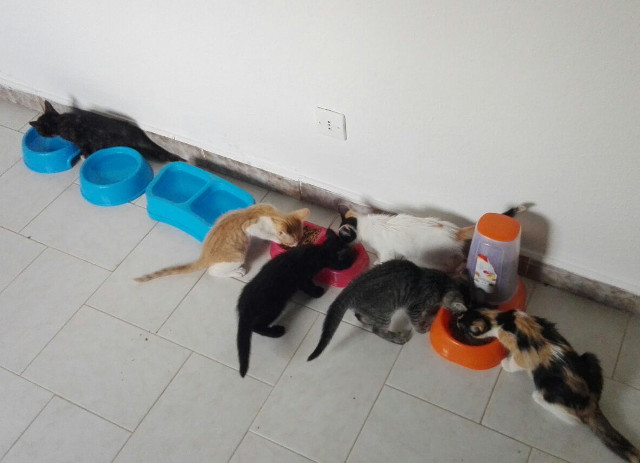 multimedia-foto38047-725-3