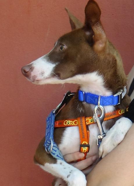 multimedia-foto38121-917-3