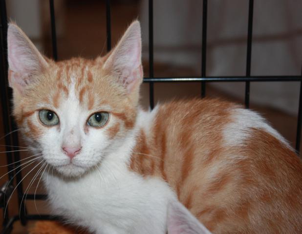 multimedia-foto38137-530-3