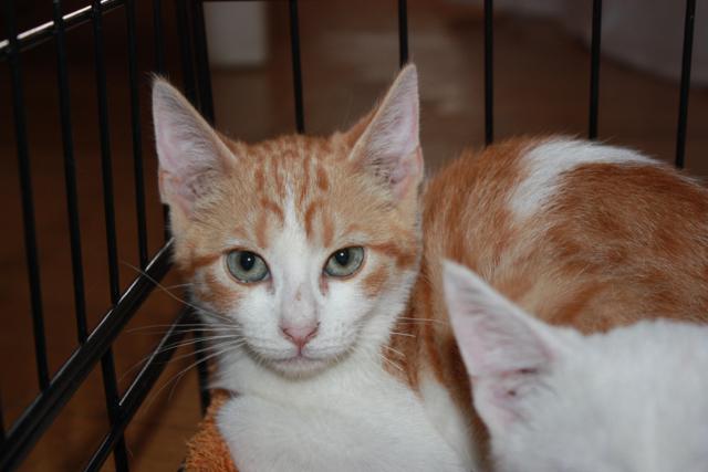 multimedia-foto38138-750-3