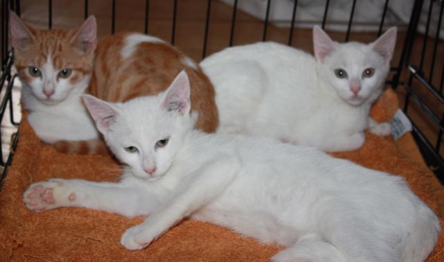 multimedia-foto38139-962-3