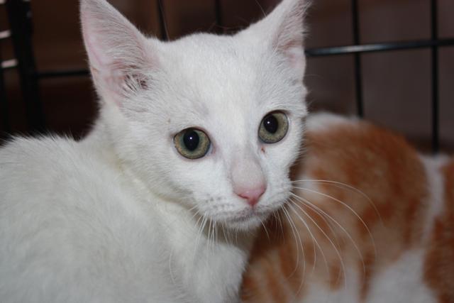 multimedia-foto38140-533-3