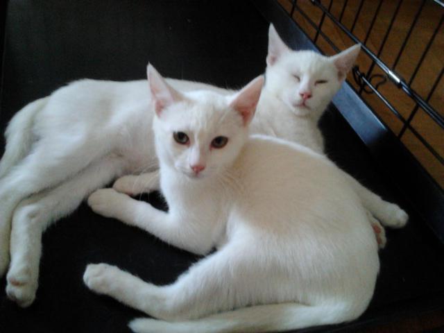 multimedia-foto38142-965-3