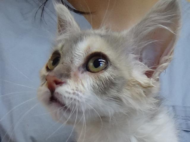 multimedia-foto38242-400-3