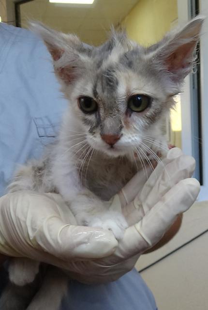 multimedia-foto38243-625-3