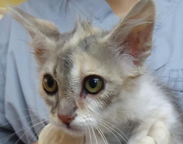 multimedia-foto38244-843-3