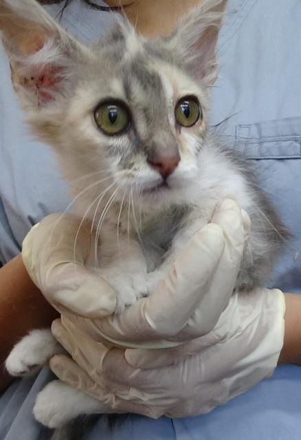 multimedia-foto38245-47-3