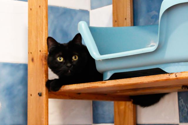 multimedia-foto38289-438-3