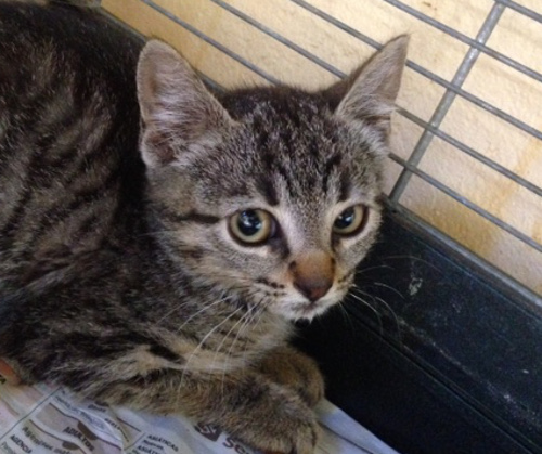 multimedia-foto38506-700-3