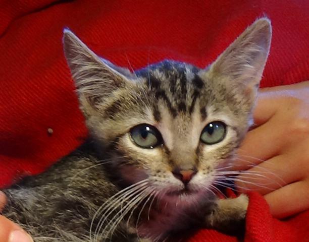 multimedia-foto38590-475-3