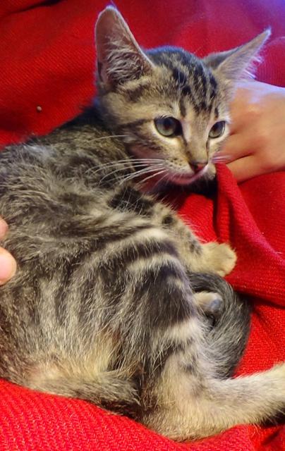 multimedia-foto38591-699-3