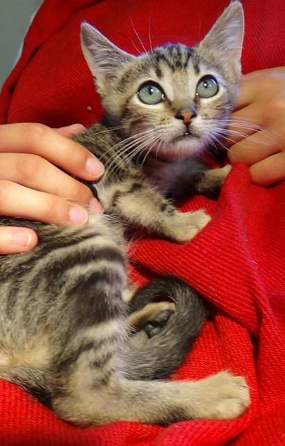 multimedia-foto38593-113-3