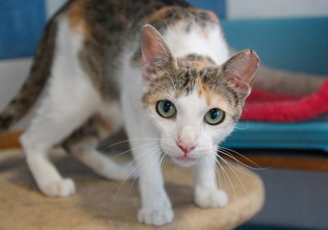 multimedia-foto38654-754-3