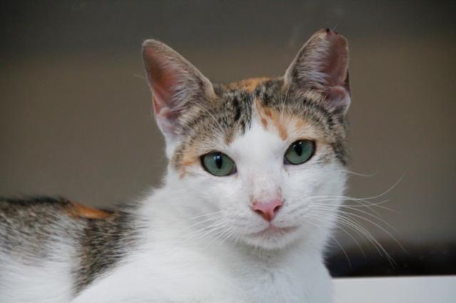 multimedia-foto38658-346-3