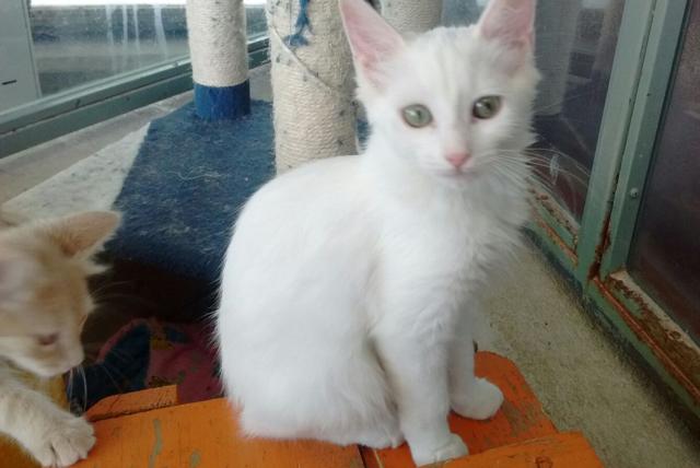 multimedia-foto38696-572-3