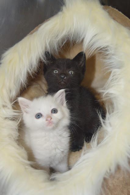 multimedia-foto38700-376-3