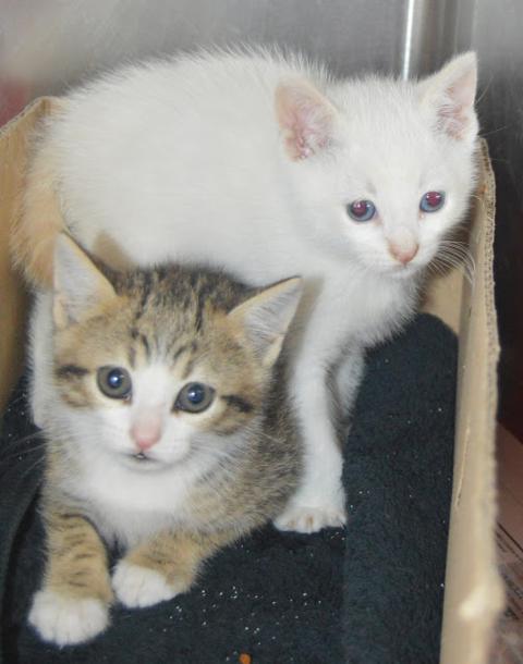 multimedia-foto38701-536-3