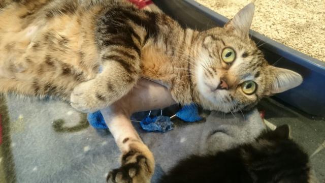 multimedia-foto38714-588-3