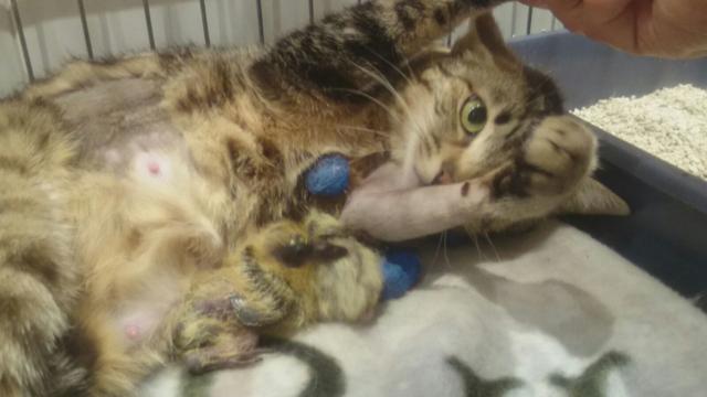 multimedia-foto38715-809-3