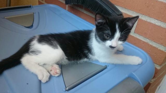 multimedia-foto38724-375-3