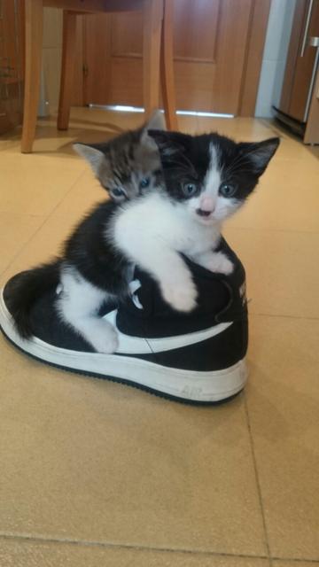 multimedia-foto38729-396-3