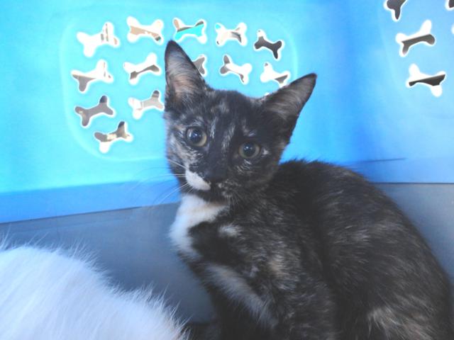 multimedia-foto38786-427-3