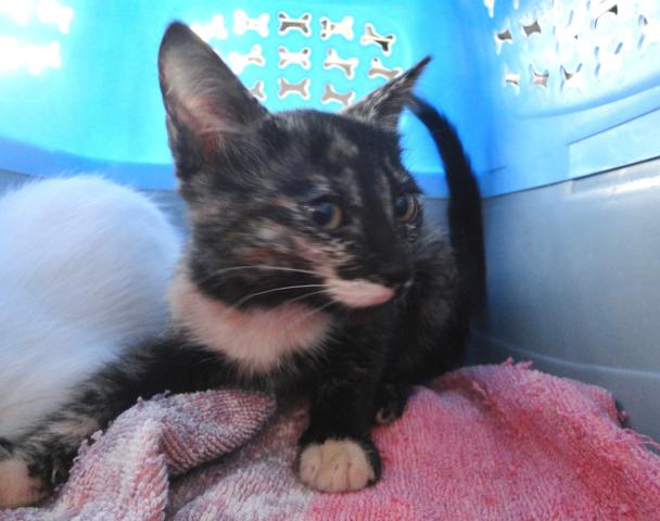 multimedia-foto38787-651-3