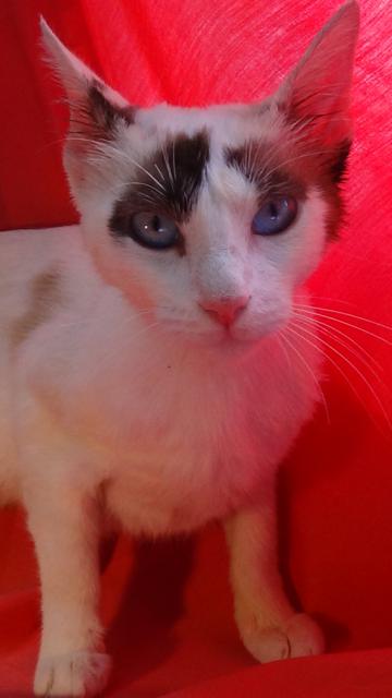 multimedia-foto38913-967-3