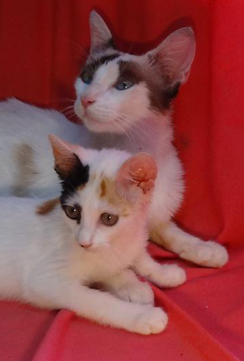 multimedia-foto38919-872-3