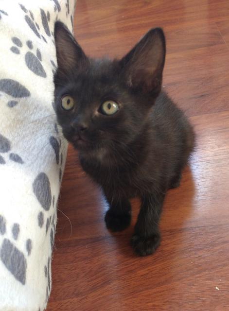 multimedia-foto39070-598-3